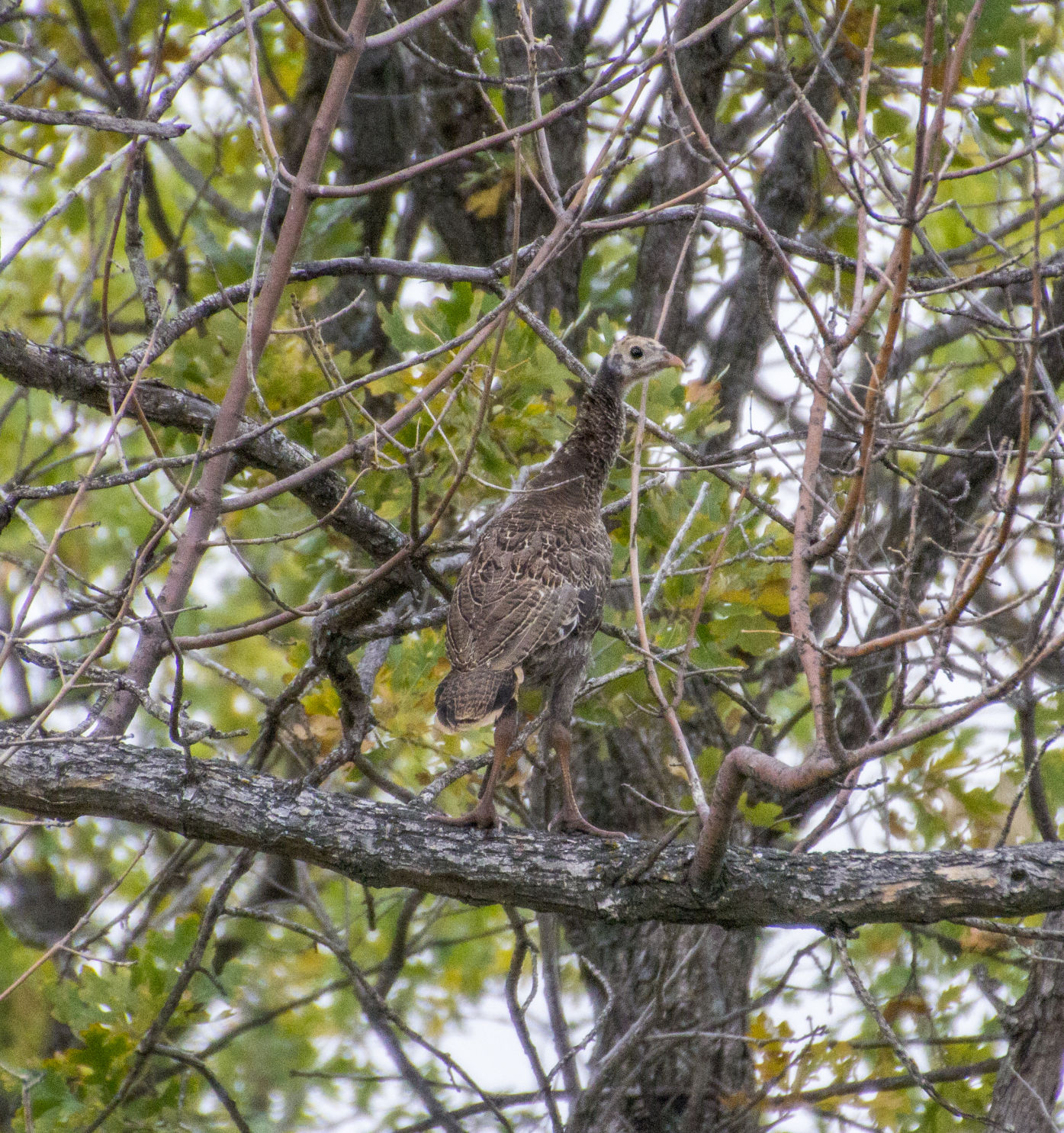 TREE TURKEY